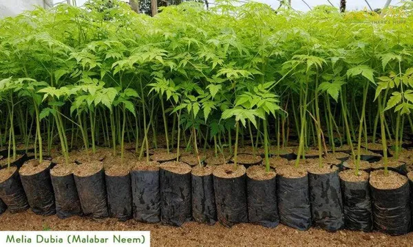 Melia_Dubia_Malabar_Neem_Sapling_Plant