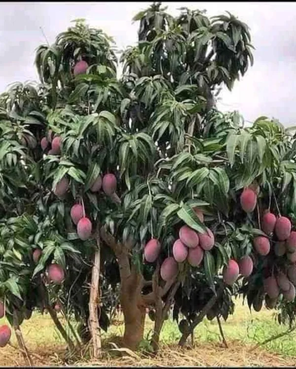 Grafted_Dwarf_Mango_Fruit_Plant