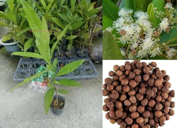 Kerala_Variety_Original_All_Spice_Plant_Live_|_Pimenta_dioica_|_Mith_Masala_Plant_|_Aromatic_Evergreen_Tree_for_Kitchen_&_Home_Garden_(Pack_of_1_Healthy_Plant)
