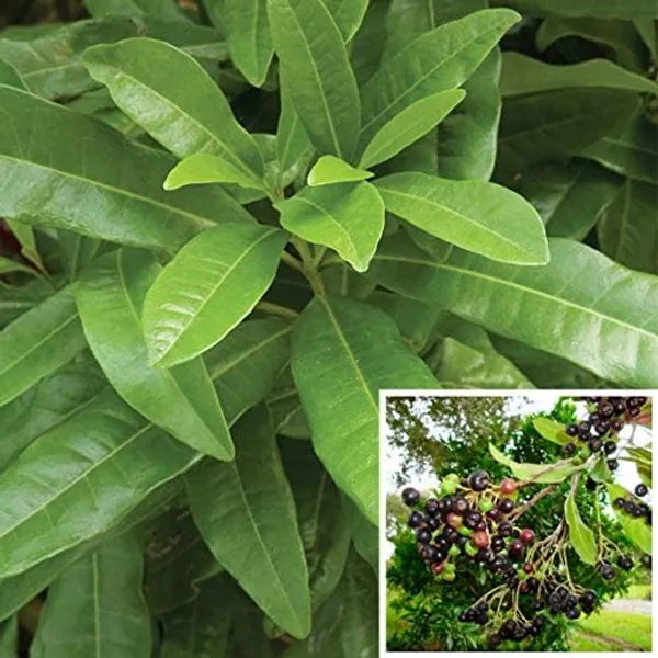 Kerala_Variety_Original_All_Spice_Plant_Live_|_Pimenta_dioica_|_Mith_Masala_Plant_|_Aromatic_Evergreen_Tree_for_Kitchen_&_Home_Garden_(Pack_of_1_Healthy_Plant)