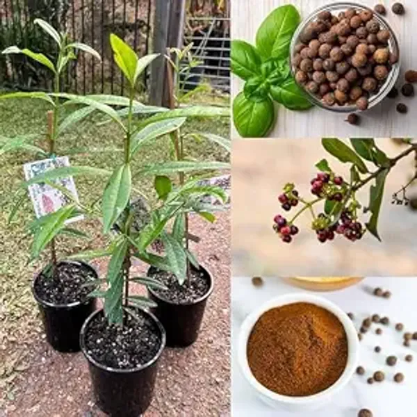 Kerala_Variety_Original_All_Spice_Plant_Live_|_Pimenta_dioica_|_Mith_Masala_Plant_|_Aromatic_Evergreen_Tree_for_Kitchen_&_Home_Garden_(Pack_of_1_Healthy_Plant)