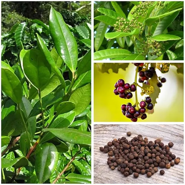 Kerala_Variety_Original_All_Spice_Plant_Live_|_Pimenta_dioica_|_Mith_Masala_Plant_|_Aromatic_Evergreen_Tree_for_Kitchen_&_Home_Garden_(Pack_of_1_Healthy_Plant)