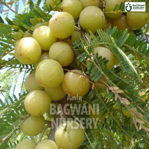 Amla_Fruit