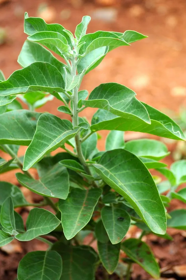 Ashwagandha_–_Natural_Herbal_Wellness