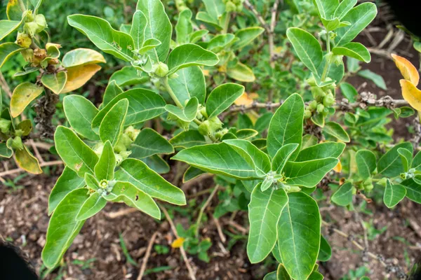 Ashwagandha_–_Natural_Herbal_Wellness