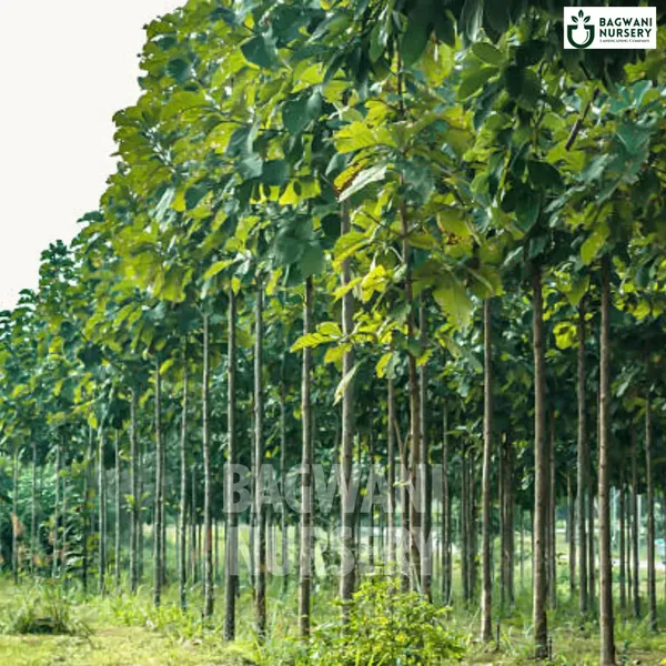 Teak_Wood_Tree_Sapling