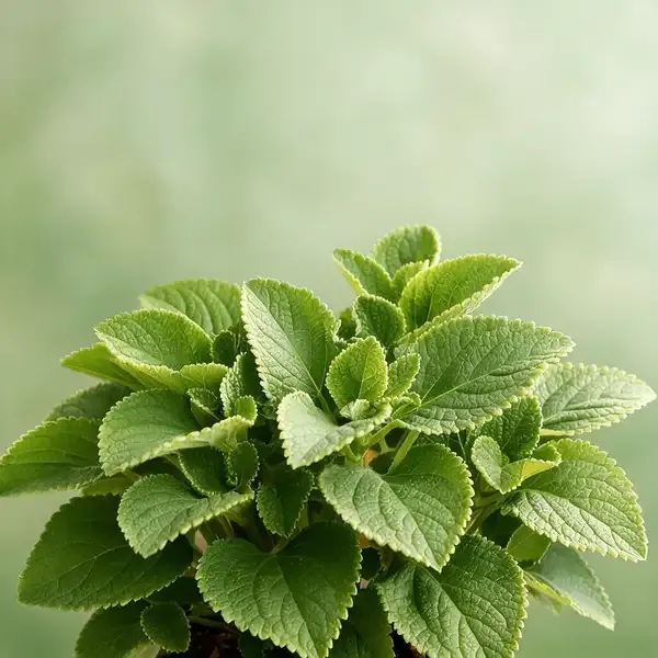 Indian_Borage