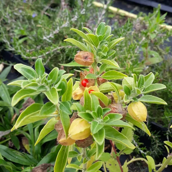 Live_Ornamental_Plant