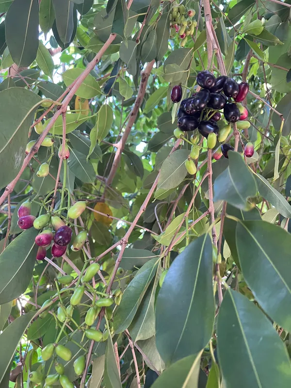 Fresh_Jamun_Java_Plum_Fruit