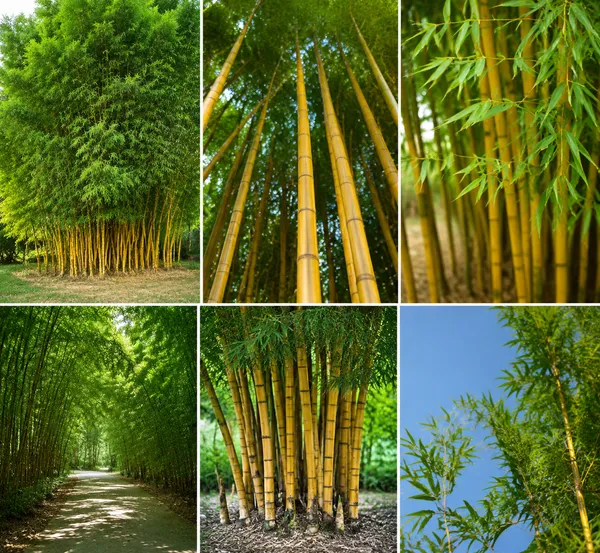 Golden_Bamboo_Live_Plant