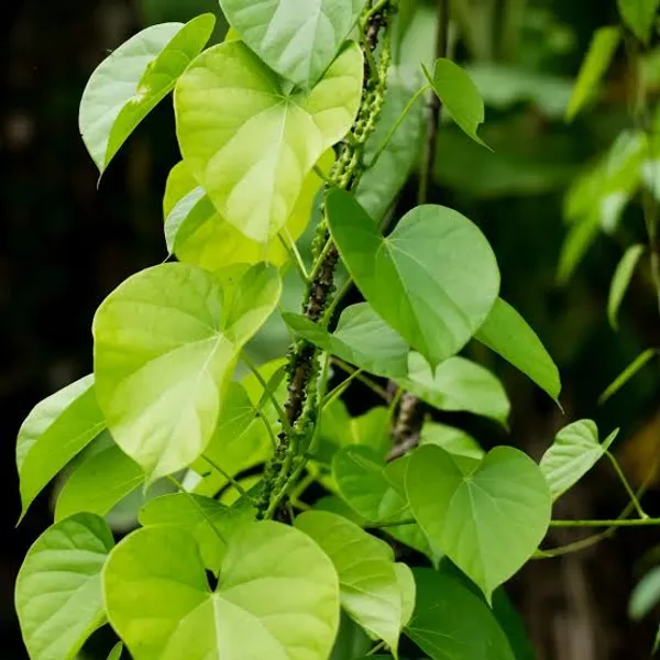Heart_Leaf_Climbing_Vine_Live_Plant_Giloy