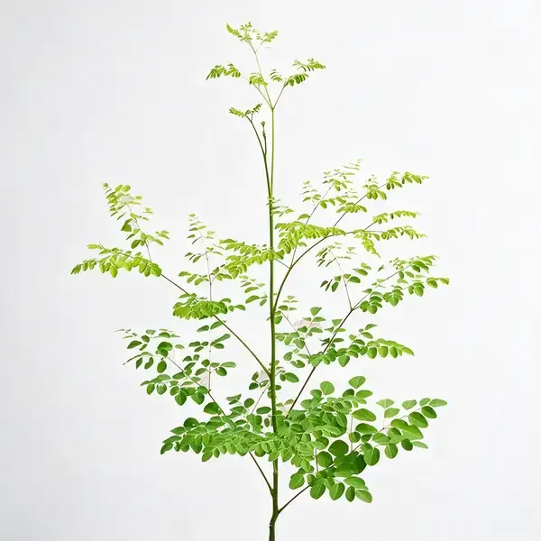 Moringa_Outdoor_Plant_Suitable_For_Home_Garden_&_Terrace_(Pack_Of_1)_|_Sahjan/Drumstick/Moringa_|_Medicinal_Plant_Garden_Muringa_(Healthy_Plant)