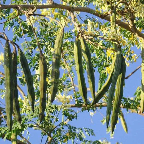 Moringa_Outdoor_Plant_Suitable_For_Home_Garden_&_Terrace_(Pack_Of_1)_|_Sahjan/Drumstick/Moringa_|_Medicinal_Plant_Garden_Muringa_(Healthy_Plant)