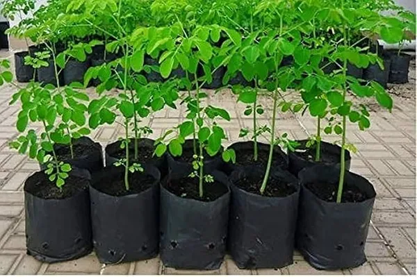 Moringa_Outdoor_Plant_Suitable_For_Home_Garden_&_Terrace_(Pack_Of_1)_|_Sahjan/Drumstick/Moringa_|_Medicinal_Plant_Garden_Muringa_(Healthy_Plant)