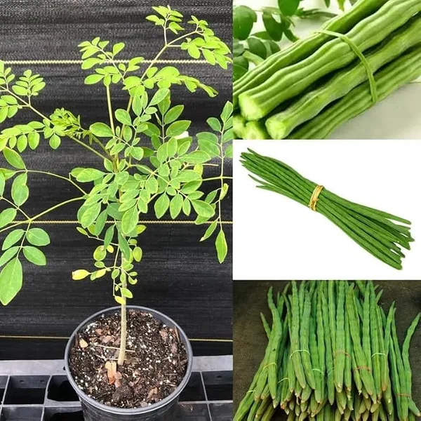 Moringa_Outdoor_Plant_Suitable_For_Home_Garden_&_Terrace_(Pack_Of_1)_|_Sahjan/Drumstick/Moringa_|_Medicinal_Plant_Garden_Muringa_(Healthy_Plant)