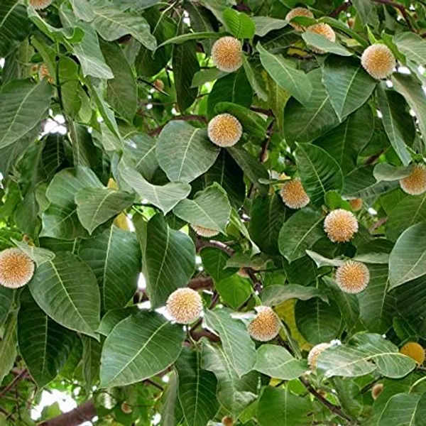 Kadamba_Tree