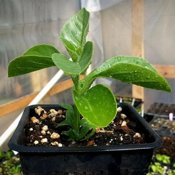 Live_Ashwagandha_Plant,_Withania_Somnifera,_Ayurvedic_Medicinal_Plant_