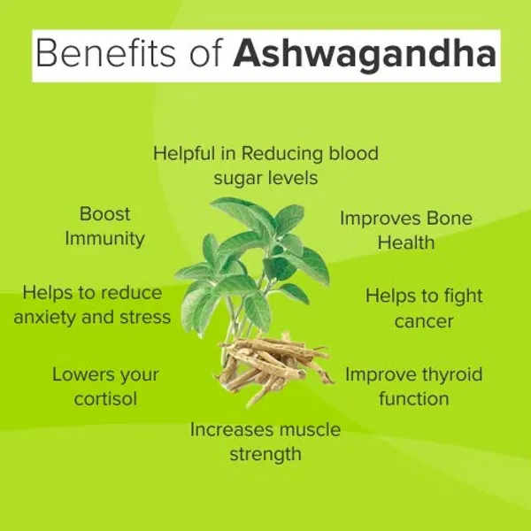 Live_Ashwagandha_Plant,_Withania_Somnifera,_Ayurvedic_Medicinal_Plant_