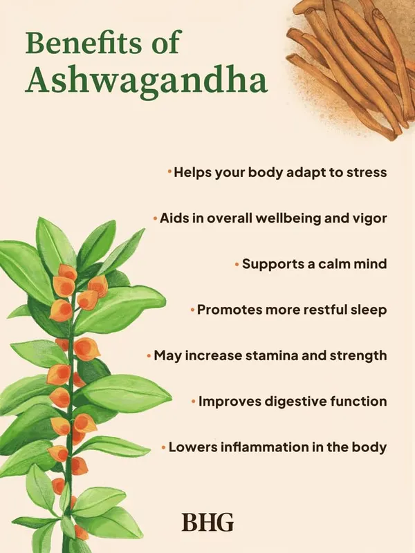 Live_Ashwagandha_Plant,_Withania_Somnifera,_Ayurvedic_Medicinal_Plant_