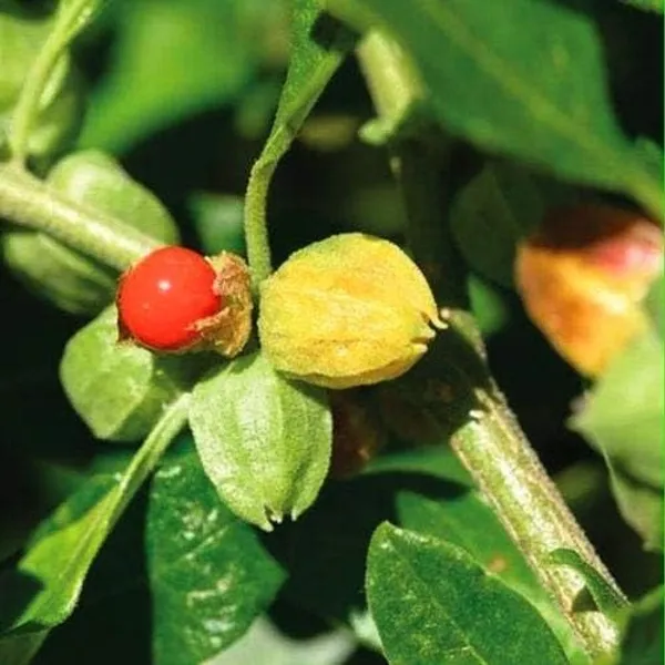 Live_Ashwagandha_Plant,_Withania_Somnifera,_Ayurvedic_Medicinal_Plant_