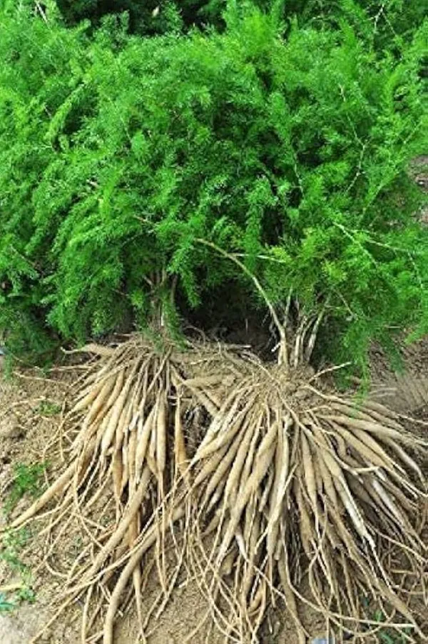 Shatavari_Live_Plant_With_Roots