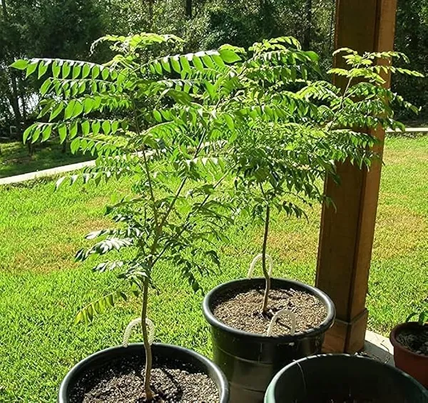 Curry_Patta_Live_Plant_(Curry_Leaf/Meetha_Neem)_–_Fresh_Edible_Herb_Plant_for_Home_Garden,_Balcony_&_Kitchen_Garden