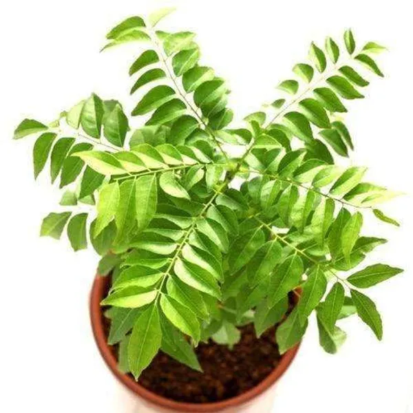 Curry_Patta_Live_Plant_(Curry_Leaf/Meetha_Neem)_–_Fresh_Edible_Herb_Plant_for_Home_Garden,_Balcony_&_Kitchen_Garden