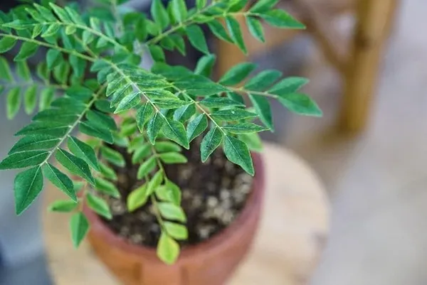 Curry_Patta_Live_Plant_(Curry_Leaf/Meetha_Neem)_–_Fresh_Edible_Herb_Plant_for_Home_Garden,_Balcony_&_Kitchen_Garden