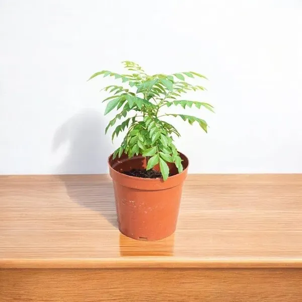 Curry_Patta_Live_Plant_(Curry_Leaf/Meetha_Neem)_–_Fresh_Edible_Herb_Plant_for_Home_Garden,_Balcony_&_Kitchen_Garden