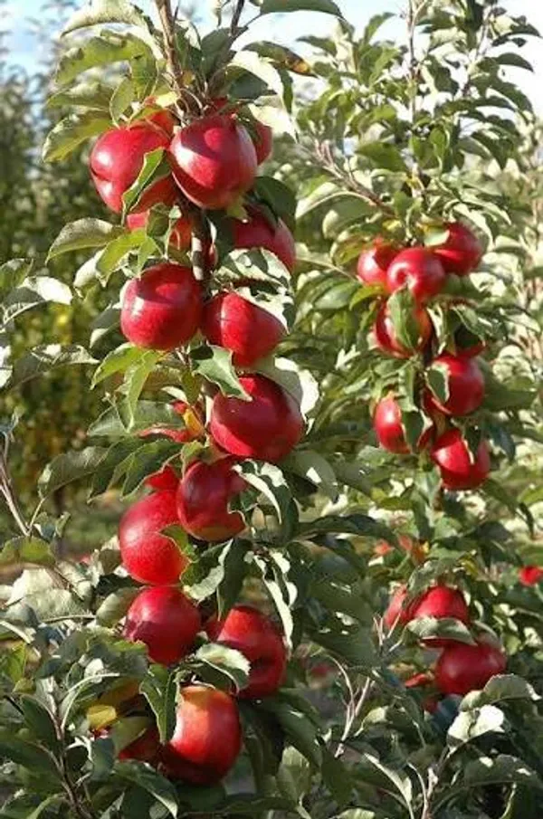 Red_Apple_Fruit_Plant