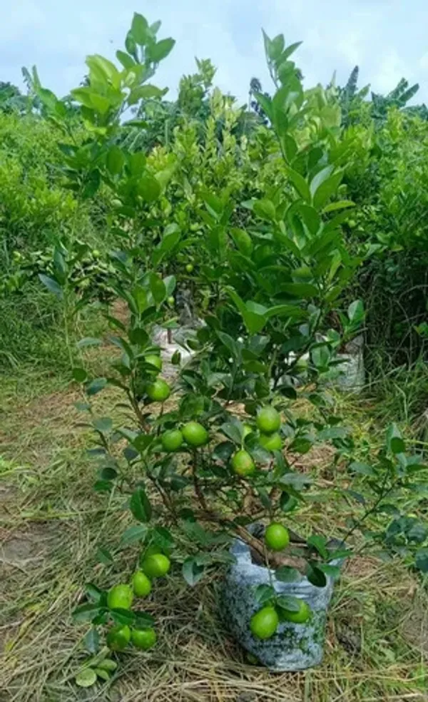 Grafted_Lemon_Fruit