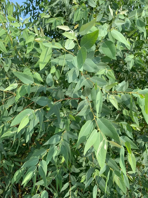 Eucalyptus_Live_Plant_With_Aromatic_Green_Leaves