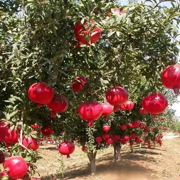 Pomegranate