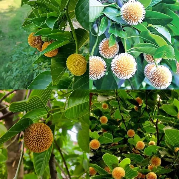 Kadamba_flower_plant,_Lammarckia_Marmarackia,_Kadamba,_Burflower,_Neolamarckia,_1_live_healthy_plant
