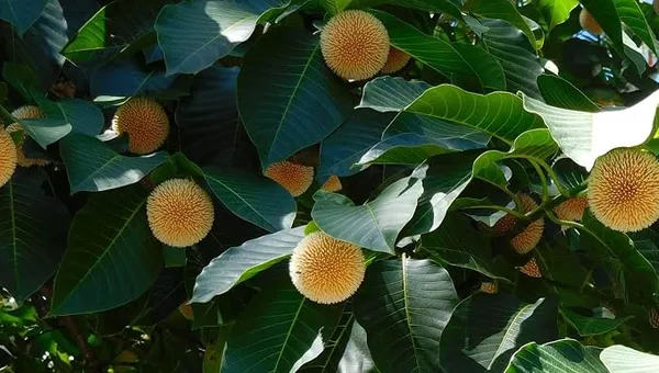 Kadamba_flower_plant,_Lammarckia_Marmarackia,_Kadamba,_Burflower,_Neolamarckia,_1_live_healthy_plant