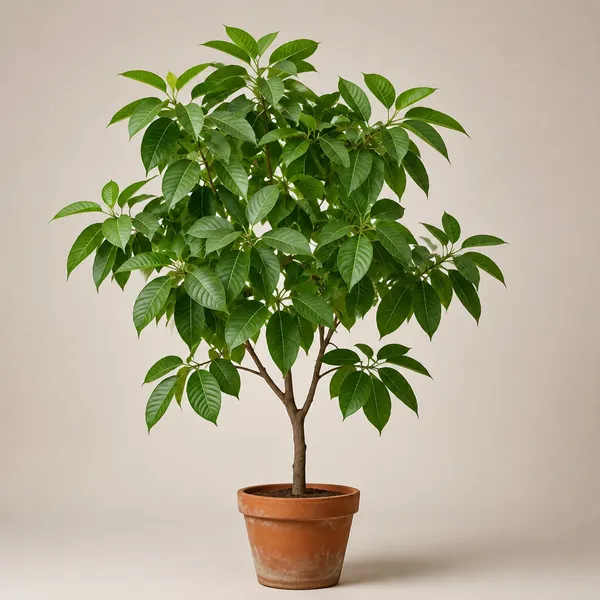 Kadamba_Tree