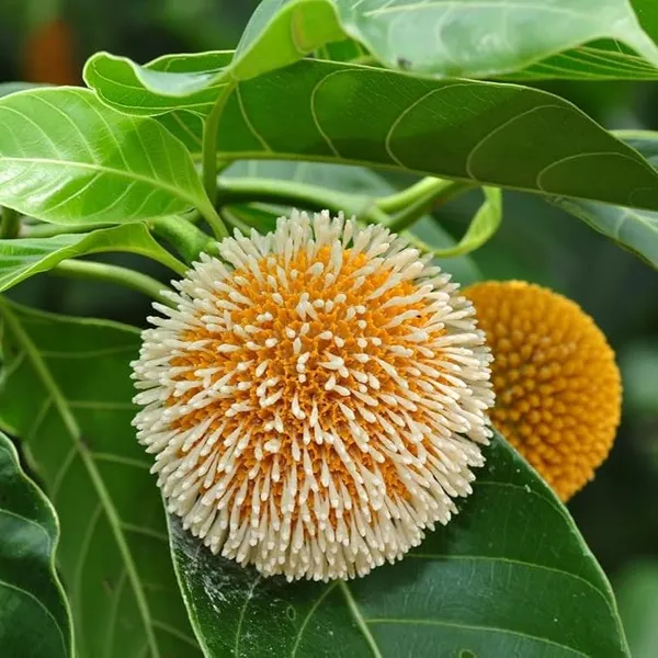 Kadamba_flower_plant,_Lammarckia_Marmarackia,_Kadamba,_Burflower,_Neolamarckia,_1_live_healthy_plant