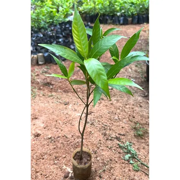 Kadamba_flower_plant,_Lammarckia_Marmarackia,_Kadamba,_Burflower,_Neolamarckia,_1_live_healthy_plant