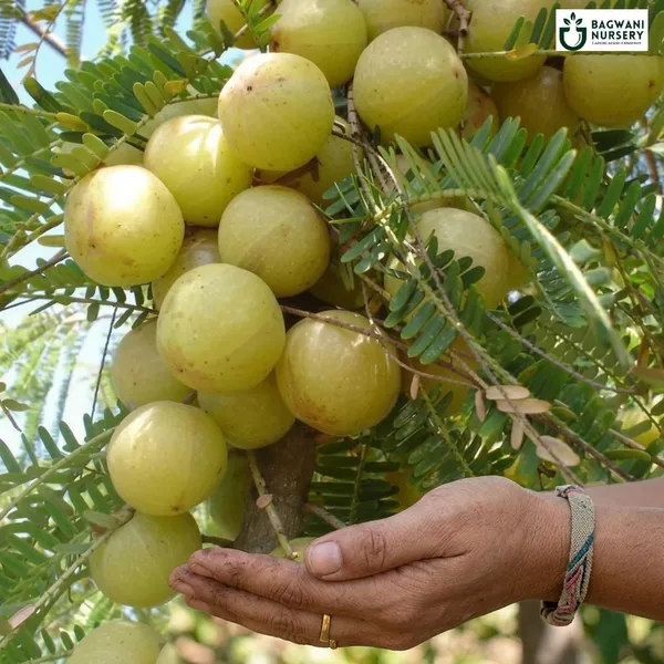 Amla_Fruit