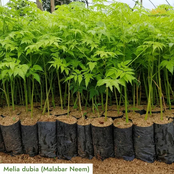 Melia_Dubia_Malabar_Neem_Sapling_Plant