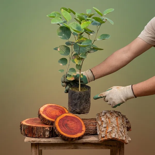Red_Sandalwood_Live_Plant