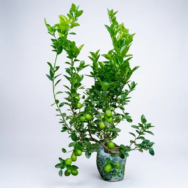 Grafted_Lemon_Fruit