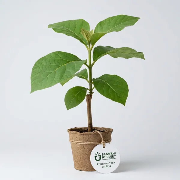 Teak_Wood_Tree_Sapling