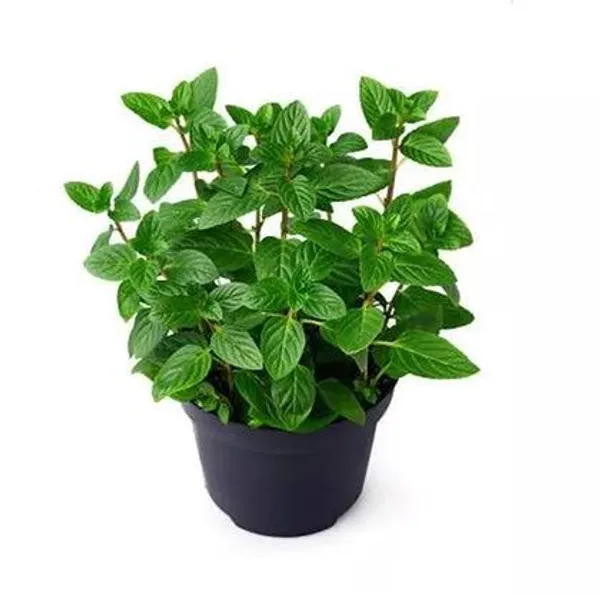 Mint_Plant