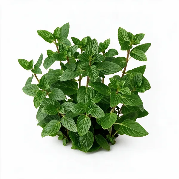 Mint_Plant