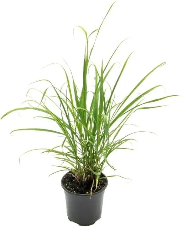 Lemongrass_Plant