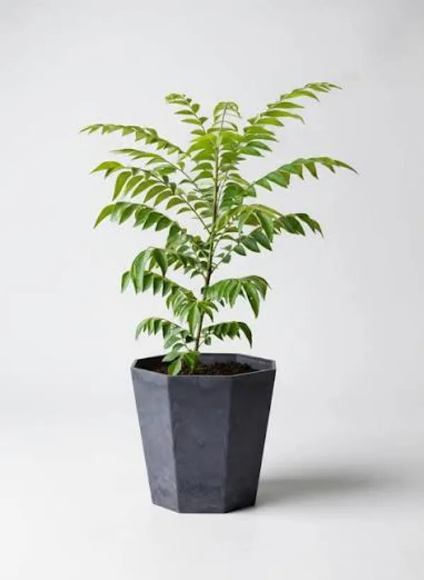 Curry_Patta_Live_Plant_(Curry_Leaf/Meetha_Neem)_–_Fresh_Edible_Herb_Plant_for_Home_Garden,_Balcony_&_Kitchen_Garden