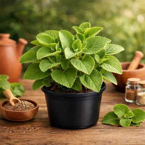 Indian_Borage