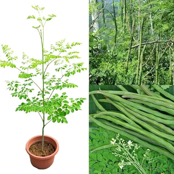 Moringa_Outdoor_Plant_Suitable_For_Home_Garden_&_Terrace_(Pack_Of_1)_|_Sahjan/Drumstick/Moringa_|_Medicinal_Plant_Garden_Muringa_(Healthy_Plant)