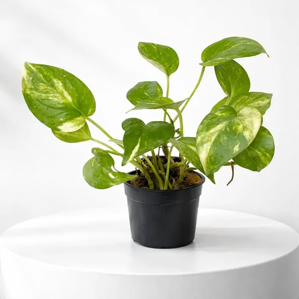 Money_Plant_Live_Indoor_Houseplant_|_Golden_Pothos_in_Decorative_Pot_for_Office_Desk,_Home_Decor_&_Balcony_|_Easy_Care_Air_Purifying_Indoor_Plant